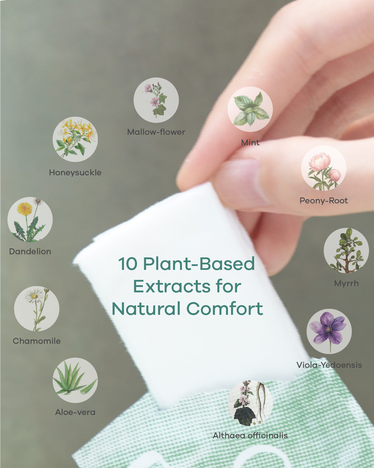 Sappho from lesbos Botanical Feminine Wipe